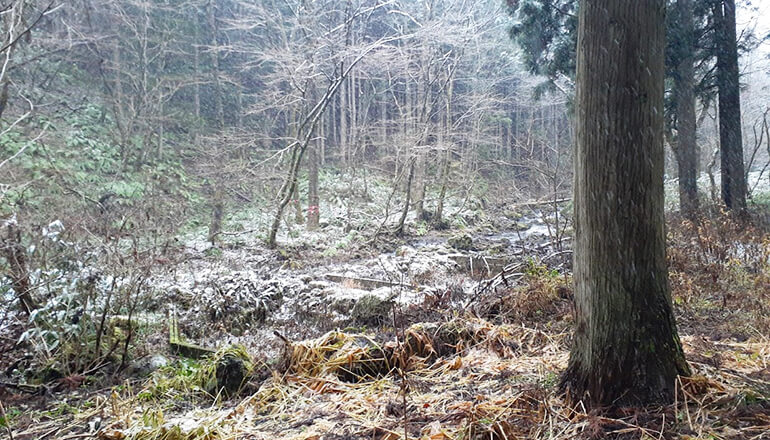 間伐作業と森林環境改善