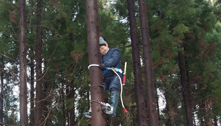 枝打ちと丸太育成