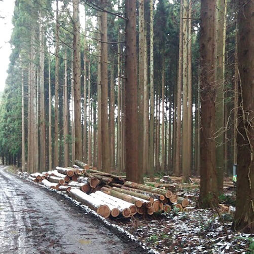 林業イメージ2
